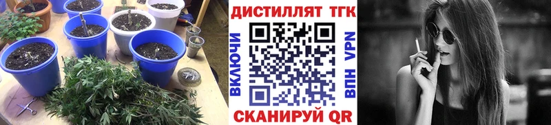 ТГК жижа  как найти наркотики  kraken ТОР  Магас 